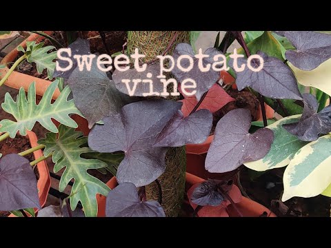 Sweet Potato Vine | care | Propagation | fertilizer | #sweetpotato #vine | purple leaf plant