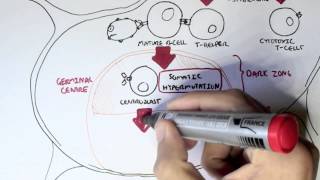 Immunology - Antibody (BCR) and TCR Diversity