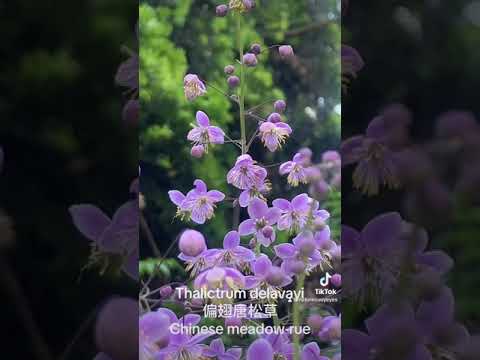 Thalictrum delavayi 偏翅唐松草