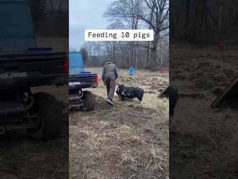 Winter Homestead Chores