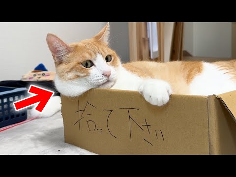 太りすぎてほっぺたが垂れまくってきた猫を遊ばせたい。