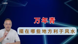 万年青擺在家中哪些地方利于风水#家居風水 #家庭運勢