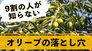 【大人気】オシャレなお庭に最適!!オリーブの木の育て方