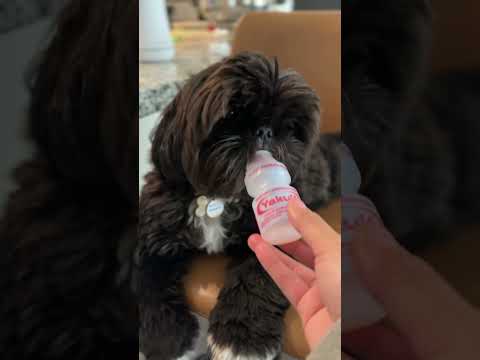 Gucci likes Yakult#cutepets