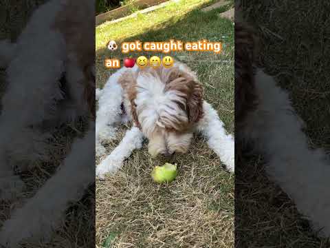 Little puppy got caught eating an apple#puppy#dog#doglover