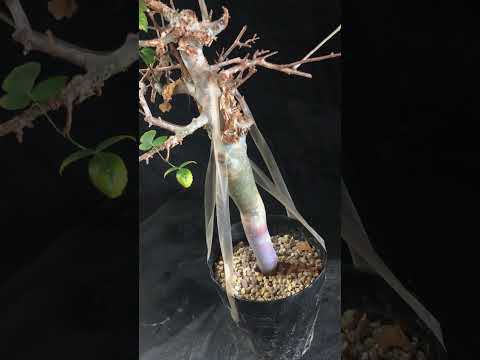 1円～ 最落無し 発根済み 出葉済み 珍樹 希少 Commiphora africana コミフォラ アフリカーナ ベアルート 1円オク 輸入 塊根