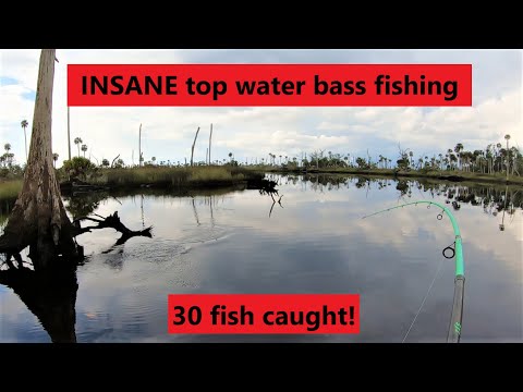 INSANE top water bass fishing, 30 fish caught! ZOOM speed worm