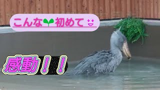 ･⁠o⁠･⁠ふたばが水浴びしてる‼️ 🫧絶滅危惧種 ふたば水浴び ふたばハシビロコウ ハシビロコウふたば ハシビロコウの森 ハシビロコウ