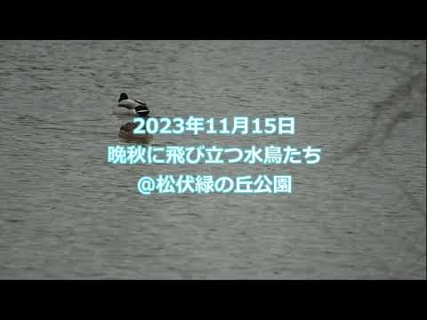 晩秋に飛び立つ水鳥たち＠松伏緑の丘公園