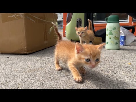 小奶猫胆子真大，天不怕地不怕，去到那里也照骂