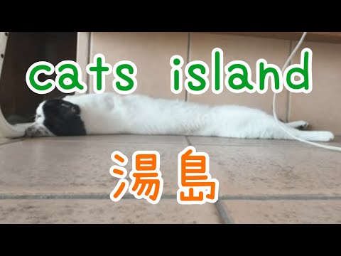 待合室は天国にや　The waiting room is like heaven【湯島】【夏休み2024】【猫島巡り】