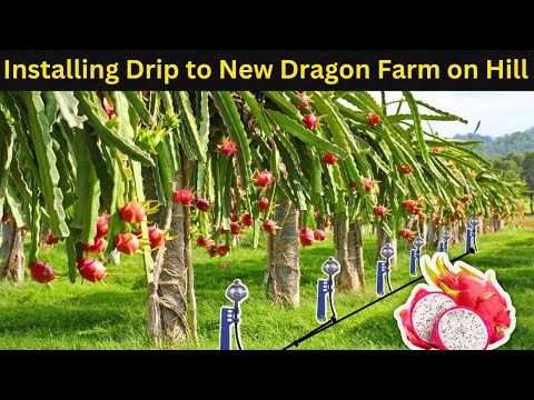 Dragon Fruit Farm Drip Irrigation Installation On A Hill - Ultimate Guide