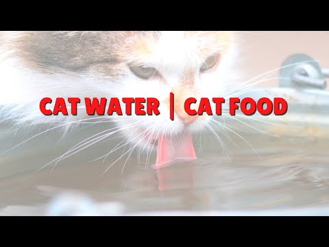 DO NOT Feed Your Cat Near Their Water! | Two Crazy Cat Ladies