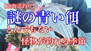 【北海道釣り】謎の青い餌！とんでもない怪物が釣れる季節