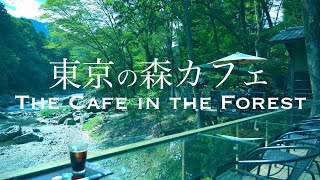 【Tour of Forest cafes in Tokyo】Forest cafes where you can relax and feel the nature.