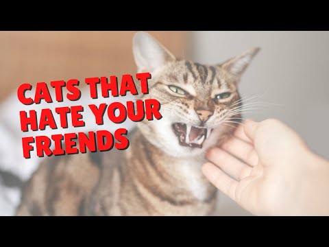 When Cats Are Mean To Your Guests | Two Crazy Cat Ladies #shorts