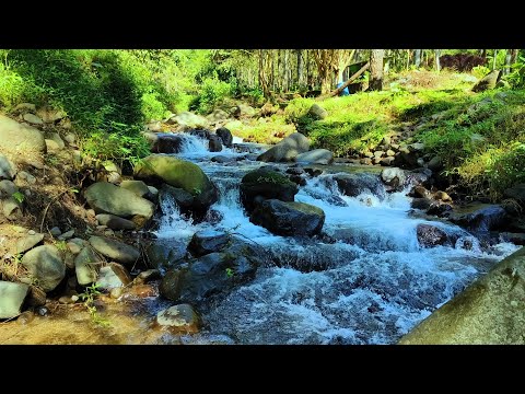 Soft and Gentle Sound of Streams and Birdsong for Insomnia, Deep sleep, Relaxation