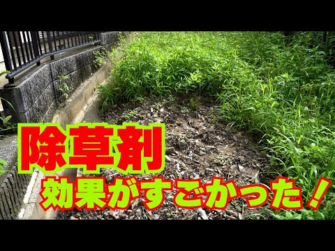 【除草剤・効果検証】冬に撒いておくと手間知らず！粒剤タイプの除草剤ネコソギトップW粒剤 ガーデニング園芸用品【雑草対策】