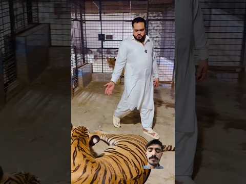 #tiger #lion #animals #pets #petlover #youtube #tamed #africanlion #wildlife #miansaqib