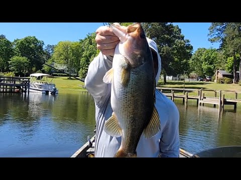 Sight Fishing on Santee Cooper | April 2024 | BASS FISHING