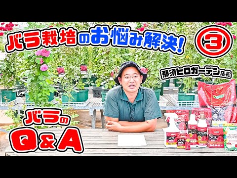 【バラのQ&A】バラのお悩み解決ｯ!🌹バラ栽培の疑問!?にお答えします!③🌹バラ専門店店長・高木大輔さん