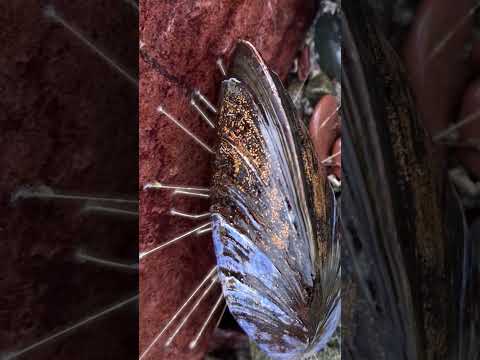 #mussels use their ‘beard’ to hang tight and let loose