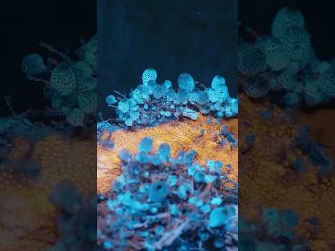 Why corals are fluorescent at night  #biodiversity