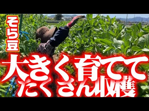 【そら豆背丈1メートル50センチ】大きく育ててたくさん豆を収穫するやり方【そら豆】