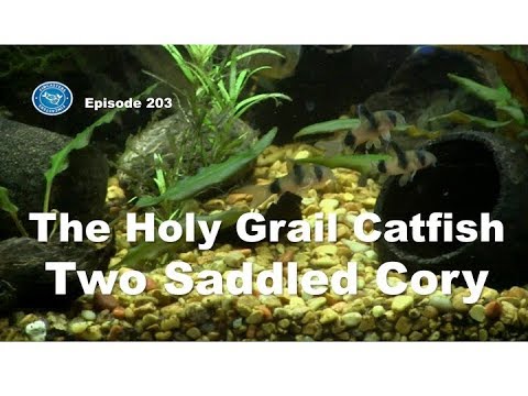 Holy Grail Catfish the Two Saddled Cory Cat | Episode 203