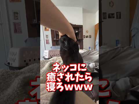 ネッコの動画で癒されたら寝ろｗｗｗ　#2ch #2ch動物スレ #2ch面白いスレ #動物 #犬 #猫 #癒やし #ねこ