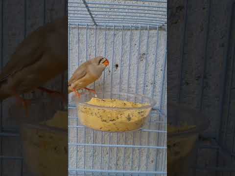 zebra finches sounds 🥰.     #zebrafinches #zebrafinchpair #zebrafinchmale #youtubeshorts #shorts