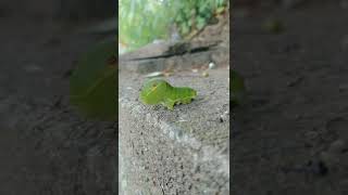 衝撃‼こんなかわいい幼虫見たことなかった！アゲハ蝶の幼虫のようです！Caterpillar　Butterfly　Pretty