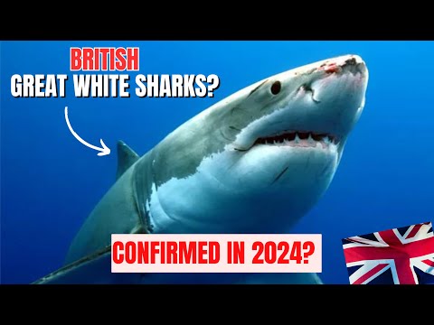 GREAT WHITE SHARKS in BRITISH SEAS 2024!? EXPERTS are coming 🦈🇬🇧