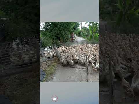 Duck | A flock of giant ducks descended on the ship.#animals #animalsplants #plants #shorts