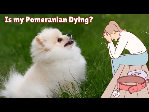 10 Mistakes That Shorten Your Pomeranian Life