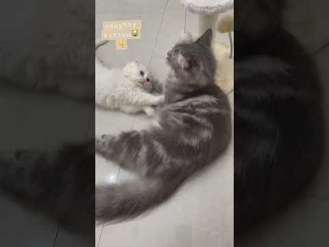 Cute funny  playful cats #cats #funny #happiness #shorts #shortvideo