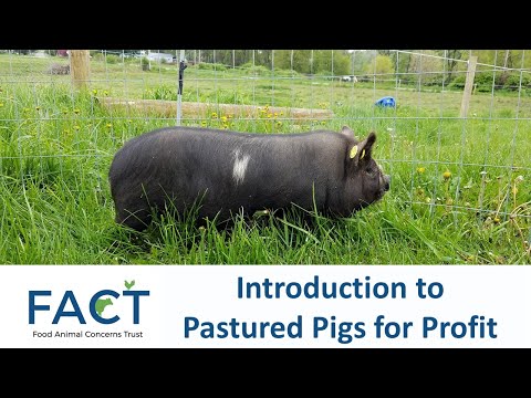 Introduction to Pastured Pigs for Profit