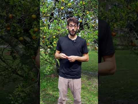 Tangerines Can Be Immune To Cirrus Greening