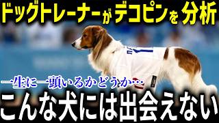 大谷選手の愛犬デコピンをドッグトレーナーが大分析！「こんな犬には出会えない…」超有名なスーパースター犬のすごさに世界中が大興奮！【大谷翔平/デコピン/MLB/海外の反応】