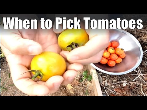 When to Pick Tomatoes