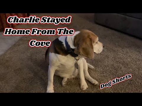 Charlie Stayed Home From The Cove | Dog Shorts