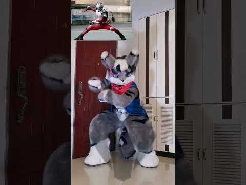 Just stay cool man~#HENSHIN ！#henshinchallenge #dancechallenge #dance #fursuitdance