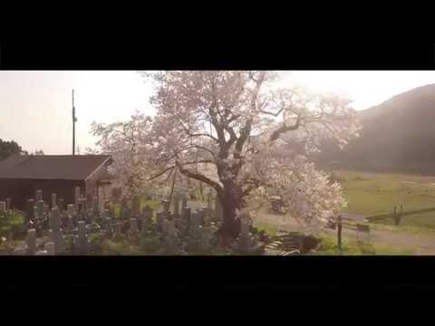 【4K】清水（しょうず）の夕桜　滋賀県高島市マキノ町海津・清水の桜