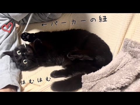 寝転がりながらパーカーの紐で器用に遊ぶ省エネな黒猫