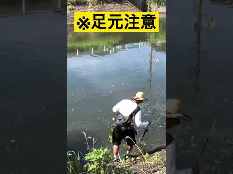 【危険】護岸際、大変滑りやすくなっております‼️ #shorts