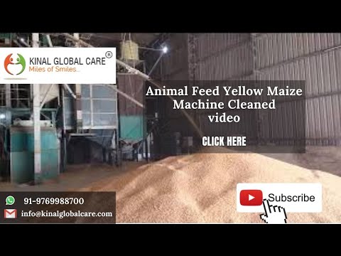 Animal Feed Yellow Maize Machine Cleaned