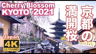 4K Japan Kyoto Cherry Blossom（sakura) 2021 京都の桜 満開 花見 京都観光 旅行 案内 清水寺 嵐山 醍醐寺 二条城  鴨川 東山 背割堤 木屋町 日本の桜