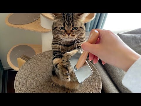 【ニャンズエステ】受け入れる兄猫と敵対する弟猫。