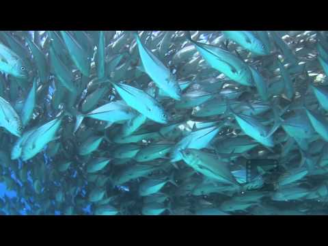 Pelagic Productions - HD Jackfish, Sealion & Diver - Sea of Cortez, Mexico