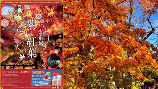 青森 「弘前城菊と紅葉まつり」で紅葉🍁を見て回ろう（昼） 2024.11.3